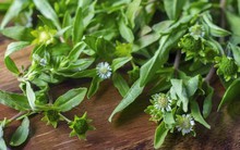 Một loại ‘cỏ bổ gan’ chuyên mọc hoang ở bờ bụi hóa ra có rất nhiều công dụng tốt cho sức khỏe