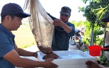 Nuôi rươi bán nửa chỉ vàng/kg, nông dân thu chục triệu đồng/ngày