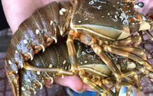 Khó xuất khẩu sang Trung Quốc, hàng trăm tấn tôm hùm bông ứ đọng