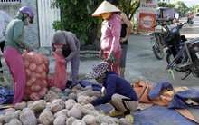 Bí đỏ ở Khánh Hòa rớt giá tồn đọng 6.000 tấn, người dân hoang mang lo mất Tết