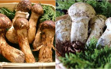 Loại nấm có giá gần 50 triệu/kg được là "thuốc chống ung thư tự nhiên" khiến giới nhà giàu đổ xô săn lùng