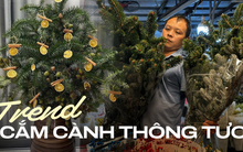 Trend mua cành thông tươi bản địa trưng dịp Noel