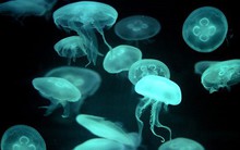 Loại hải sản giúp "quét sạch mỡ", tốt cho hệ tim mạch, chống lão hóa hiệu quả, miền biển Việt Nam có rất nhiều, rất dễ mua