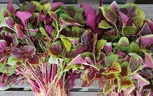 Những loại rau 'bổ hơn thịt' bán ngoài chợ giá rẻ bèo, nhiều người không biết mà ăn