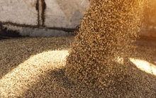 Sau gạo và đường, Ấn Độ lại khiến cả thế giới thấp thỏm vì một loại nông sản khác: Xuất khẩu xếp thứ 2 thế giới, Việt Nam cũng đang nhập khẩu hàng triệu tấn