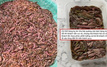 Đặt rươi online, cả người bán người mua đều "phơi bày" sự thật trên mạng