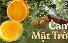 Không phải cam “tiến vua” xứ Nghệ, Việt Nam mới xuất hiện cam “ăn" trứng “uống” mật, giá hơn 2 triệu đồng/kg