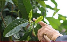 20 triệu đồng/kg, chè thu hoạch từ cây cổ thụ có gì đặc biệt?
