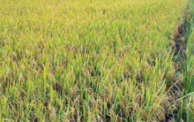 Giá lúa vụ Thu Đông tăng kỉ lục, nông dân Tiền Giang lãi khoảng 40 triệu đồng/ha