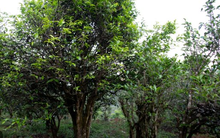 Việt Nam sở hữu ‘vàng xanh’ quý hiếm chỉ xuất hiện tại 1/6 các quốc gia trên thế giới: Thu về hàng trăm triệu USD kể từ đầu năm, các cường quốc đua nhau săn lùng với giá đắt đỏ