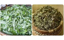 Loại rau mọc dại ở Việt Nam lại được coi là 'thần dược' đối với phụ nữ