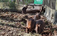 Chi tiền chăm sóc 4 chú kangaroo bị 'lạc', Tập đoàn Kangaroo tranh thủ quảng cáo gây bão trên fanpage, khoe nhà máy lọc nước 6.000 tỷ đồng lớn nhất Việt Nam