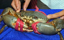 Chỉ dẫn địa lý 'Cua Cà Mau' chỉ được cấp cho giống cua xanh