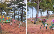 Xôn xao thông tin đồi cỏ hồng gần Đà Lạt xuất hiện hàng loạt "vật thể lạ" gây tranh cãi