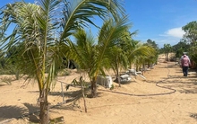 Vũng Tàu đề nghị chuyển công an truy cứu vụ vi phạm đất đai quy mô lớn