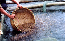 Sản vật tỷ đô giúp Việt Nam trở thành 1 trong 3 ‘ông hoàng’ thống trị toàn cầu: Thu về hàng tỷ USD kể từ đầu năm, được người Mỹ hết lời khen ngợi