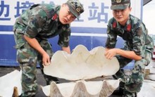 Người đàn ông mua 3 vỏ trai khổng lồ về nhà trưng: 2 năm sau cảnh sát vào cuộc điều tra, 3 người bị bắt giữ