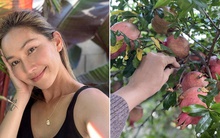 Khám phá vườn trong biệt thự ở Mỹ của Kim Hiền: Mê cây lựu đỏ vừa to vừa trĩu quả, hoa nở quanh năm