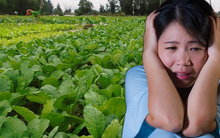 Kẻ gian vào trộm rau bất ngờ kiện ngược chủ vườn, đòi bồi thường 600 triệu đồng: Phán quyết của toà án gây bất ngờ