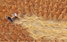 Trung Quốc bước đầu thiết lập hệ thống “thay nhựa bằng tre” vào năm 2025