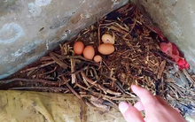 Lão nông dọn chuồng gà tìm thấy vật lạ, cả nhà vái lạy sau khi nghe đáp án của chuyên gia: Ngày này đã chờ đợi quá lâu