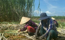 Giá mía ở Hậu Giang giảm mạnh