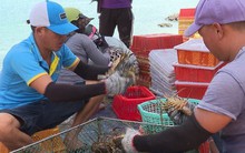 Tôm hùm bông rớt giá mạnh vẫn ế khách thu mua