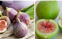 Loại quả mọc đầy bờ ao, dân Việt thờ ơ được thế giới săn lùng vì ngăn ung thư