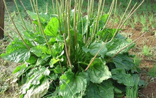 Một loại “cỏ bổ thận” chuyên mọc hoang ở ruộng rau, được nhiều người già đào về, hóa ra có rất nhiều công dụng