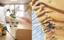 "Đại dịch hút máu" trở lại tấn công Hàn Quốc sau hơn 50 năm, thành phố Seoul khẩn cấp lùng sục hàng loạt kí túc xá, khách sạn