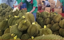 Vì sao giá sầu riêng tăng vọt, lên tới hơn 120.000 đồng/kg?