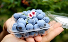 6 thực phẩm được y học cổ truyền Ấn Độ mệnh danh là "hương vị cuộc sống", nuôi dưỡng não cực tốt