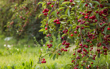 Loại quả ngọt tự nhiên nhưng chỉ số đường huyết cực thấp, tốt cho người tiểu đường: Bổ tim, giảm huyết áp hiệu quả ít ai biết