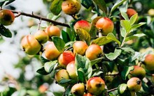 Loại táo rẻ tiền có nhiều ở Việt Nam, giúp làm sạch mỡ máu, tốt tiêu hoá và thận