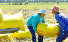 Nỗi lo đằng sau giá lúa cao kỷ lục