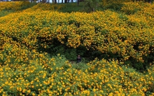 Đà Lạt bước vào mùa dã quỳ đẹp mơ màng, phủ kín cả triền đồi rực rỡ