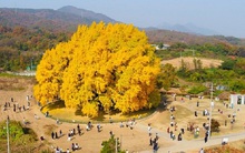 Cây ngân hạnh gần nghìn năm tuổi ở Hàn Quốc lại khoe sắc vàng rực cả góc trời khi mùa thu tới, cảnh đẹp mê mẩn hàng nghìn du khách