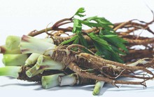 Tại sao đương quy được gọi là 'nhân sâm nữ'? 8 lợi ích bất ngờ từ loại thảo dược này