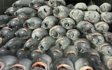 Sở hữu 'bảo bối tỷ đô' được 2/3 thế giới ưa chuộng, Việt Nam thu nửa tỷ USD sau 9 tháng, lọt top 3 'ông trùm' của thế giới