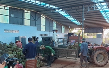 Sầu riêng Đắk Lắk: Nhiều thắng lợi, lắm lo âu