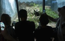 Vết nứt trong chính sách ‘ngoại giao gấu trúc’ Mỹ-Trung