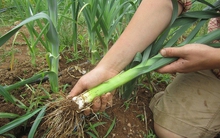 Một loại gia vị dễ mọc như cỏ, là “kẻ thù tự nhiên” của ung thư, hỗ trợ duy trì huyết áp ổn định và siêu tốt cho xương khớp