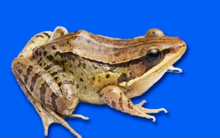 Phát hiện loài ếch mới có tiếng kêu quạc quạc như vịt