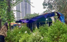 Thông tươi mini được săn đón mùa Noel