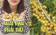 Loại quả dại có tên gọi “khổ trước sướng sau” gây bão chợ mạng, dân tình không ngại chi giá cao tìm mua bằng được
