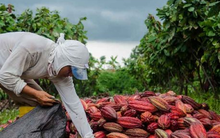 Loại hạt trồng ngày càng nhiều ở Việt Nam đang sốt giá trên khắp thế giới: Giá lập kỷ lục trong vòng 53 năm, từ Á đến Âu đều cực ưa chuộng