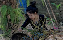 'Lên đời' nhờ loài cây mọc hoang trở thành món đặc sản