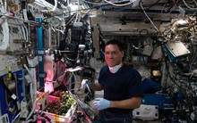 Tìm thấy quả cà chua 'mất tích' suốt 8 tháng trên trạm vũ trụ ISS