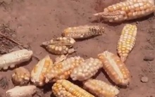 FAO công bố lộ trình chấm dứt nạn đói toàn cầu