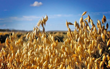 Một loại nông sản từ Canada đổ bộ Việt Nam với giá rẻ bất ngờ: Nhập khẩu tăng hơn 2.000% trong 10 tháng đầu năm, chỉ có 12 quốc gia đủ hàng để xuất khẩu